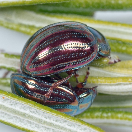 Rosemary Beetle NatureSpot