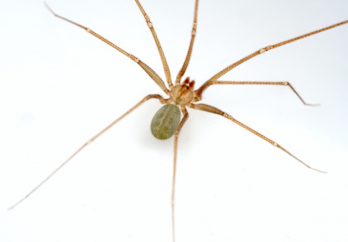 Cellar spider  The Wildlife Trusts