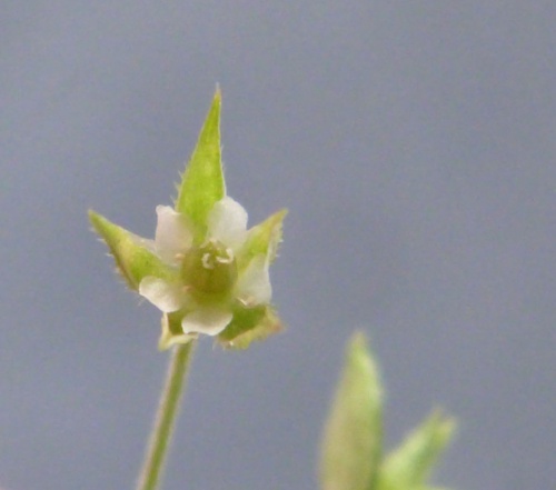 Species image