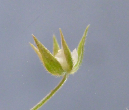 Species image