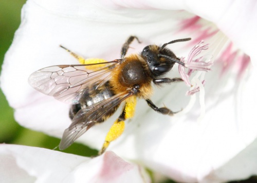 Andrena bicolor | NatureSpot