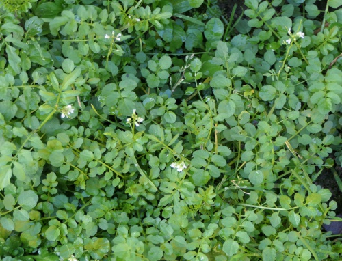 Wavy Bitter-cress | NatureSpot