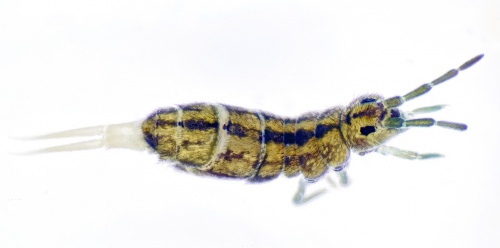 How To Identify Springtails