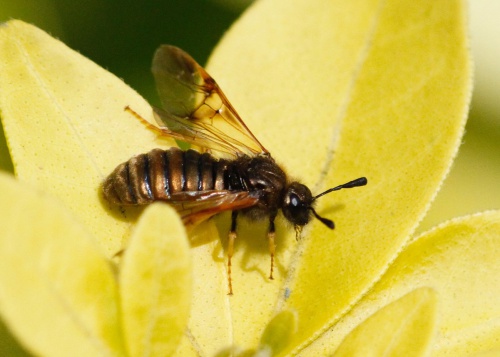 Species image