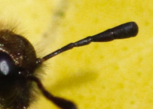 Species image