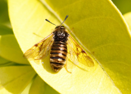 Species image
