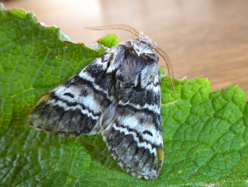 Lunar Marbled Brown | NatureSpot