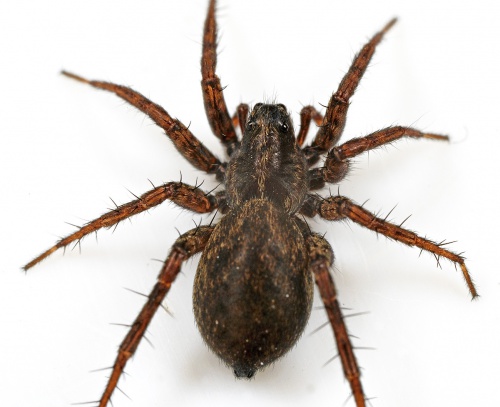 Common Wolf Spider | NatureSpot