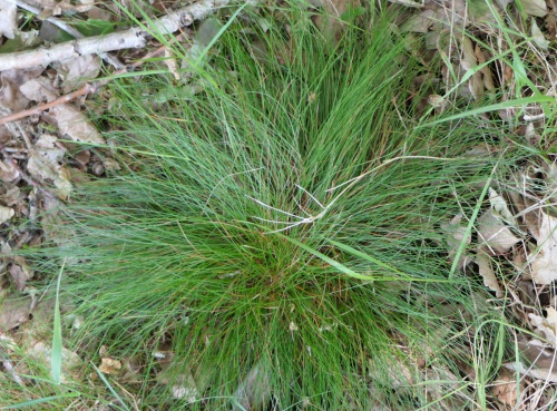 Wavy Hair-grass | NatureSpot