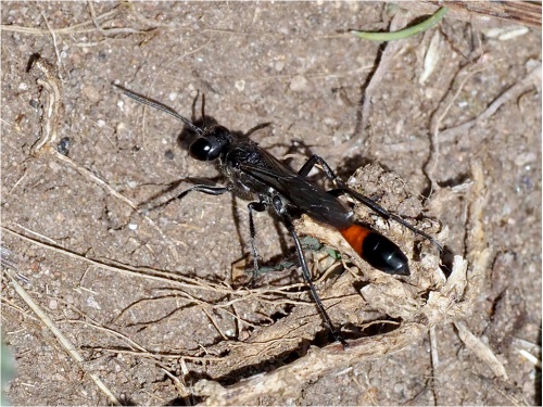 Great Golden Digger Wasp (Family Sphecidae) – Field Station