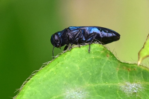 Species image