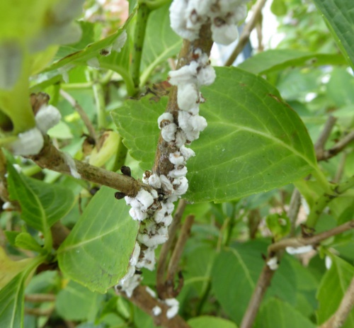 Hydrangea Scale Insect | NatureSpot