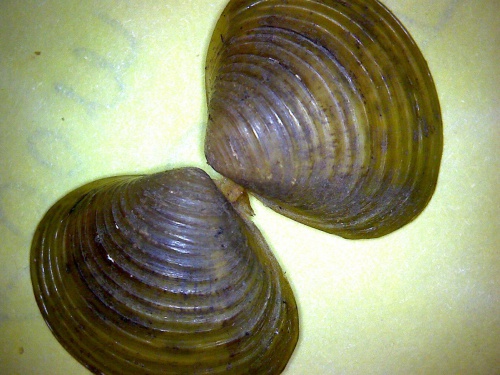 Freshwater Bivalves | NatureSpot