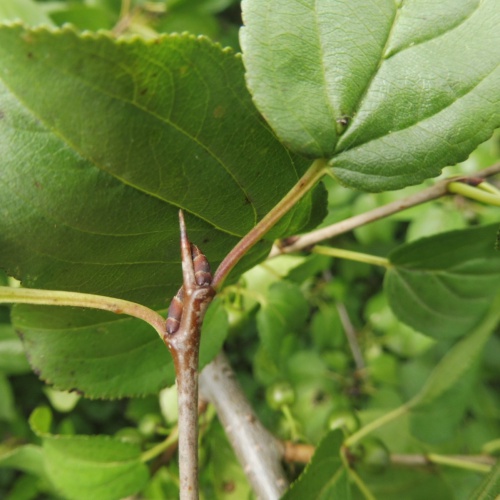 Buckthorn | NatureSpot