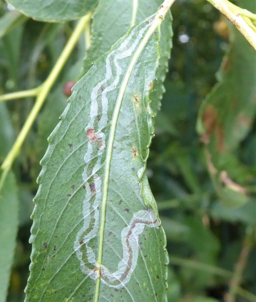 Species image