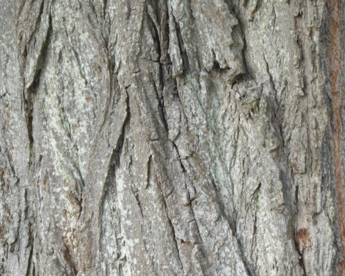 Lombardy Poplar | NatureSpot