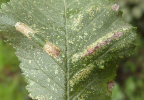 Phyllonorycter tristrigella | NatureSpot