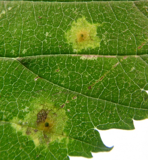 Photo of the association