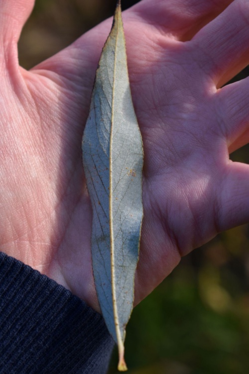 Species image