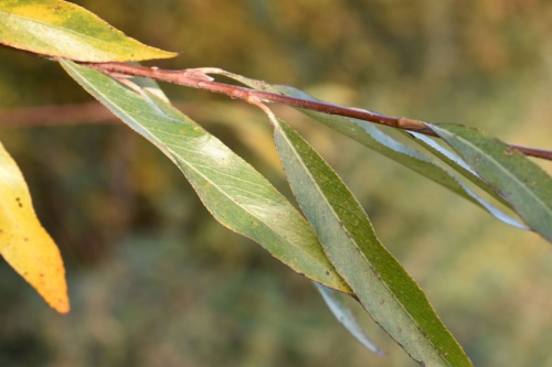 Species image