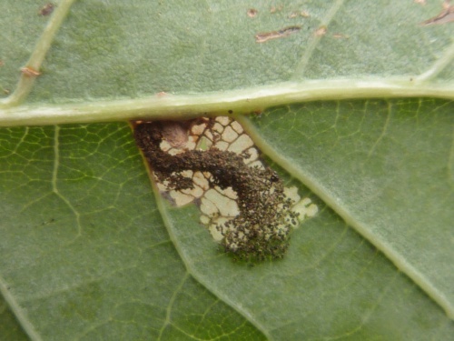 Photo of the association