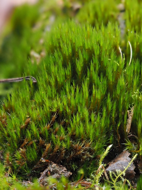 Heath Star Moss | NatureSpot