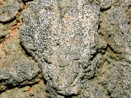 Species image