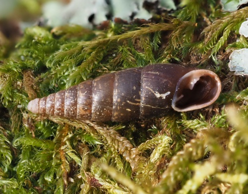 Plaited Door Snail | NatureSpot