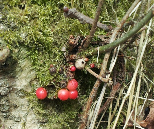 Photo of the association