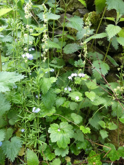 Species image