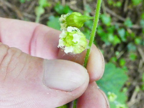 Species image