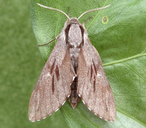 Pine Hawk-moth | NatureSpot