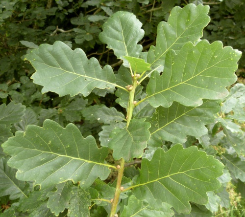 Quercus petraea x robur = Q. x rosacea | NatureSpot