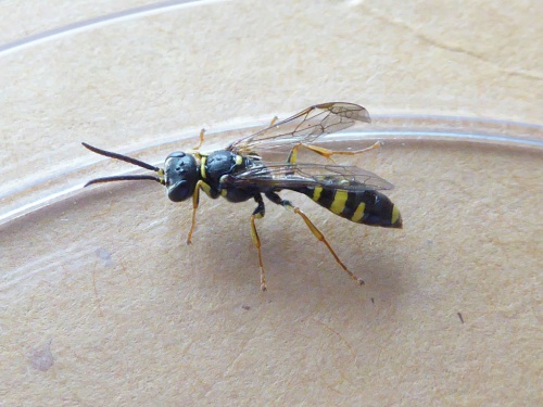 Field Digger Wasp Mellinus arvensis