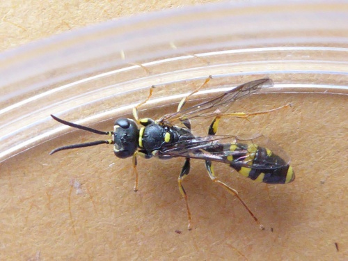 Field Digger Wasp Mellinus arvensis