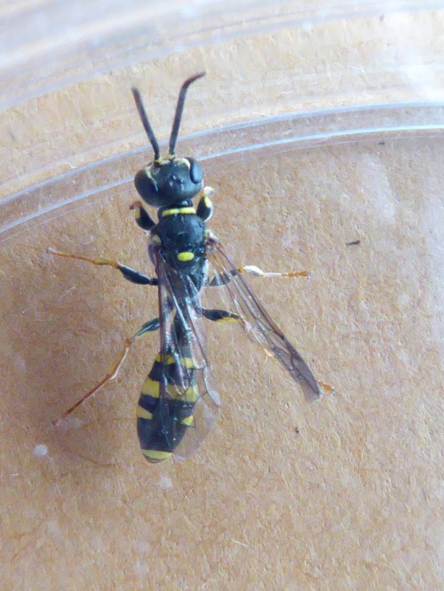 Field Digger Wasp Mellinus arvensis
