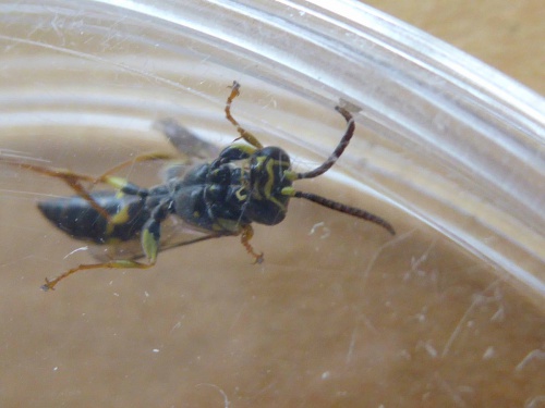 Field Digger Wasp Mellinus arvensis
