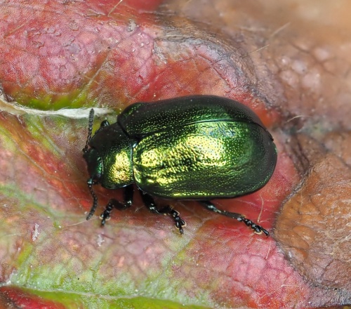 Plagiosterna aenea | NatureSpot