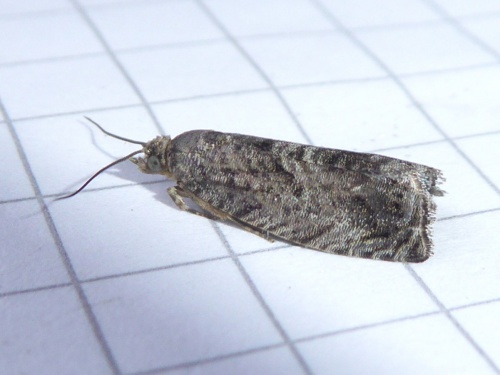 Species image