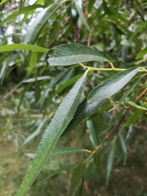 Species image