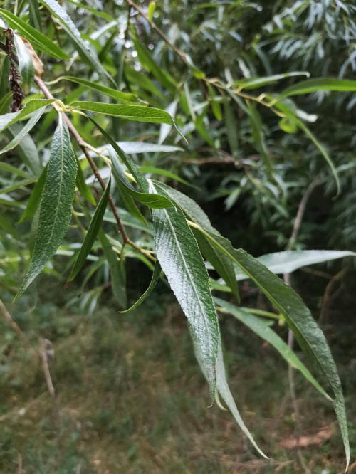 Species image