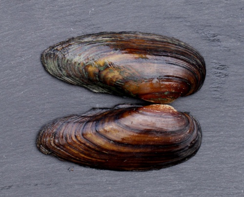 Freshwater Bivalves | NatureSpot