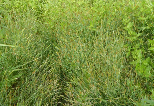 Orange Foxtail | NatureSpot