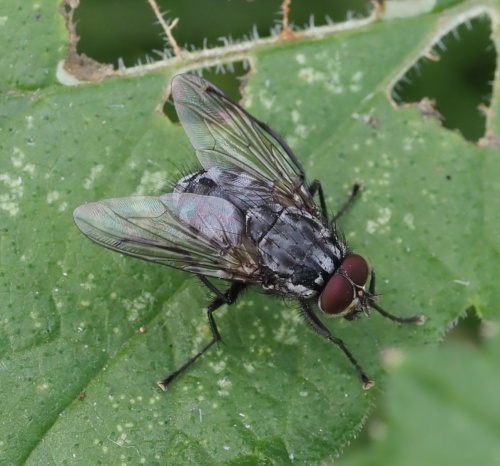 Polietes lardarius | NatureSpot