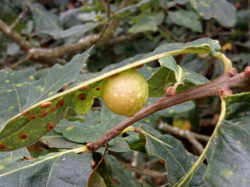 Cherry Gall Causer Cynips quercusfolii f. agamic
