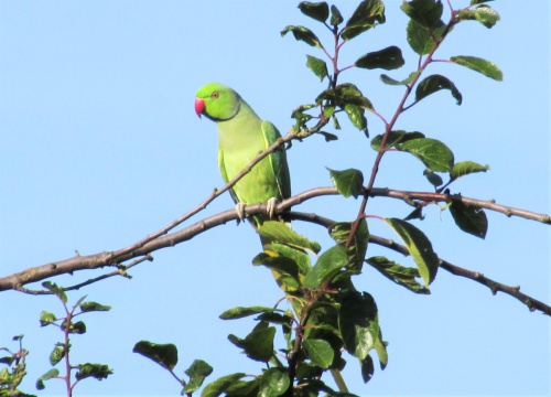 Ring-necked Parakeet | NatureSpot