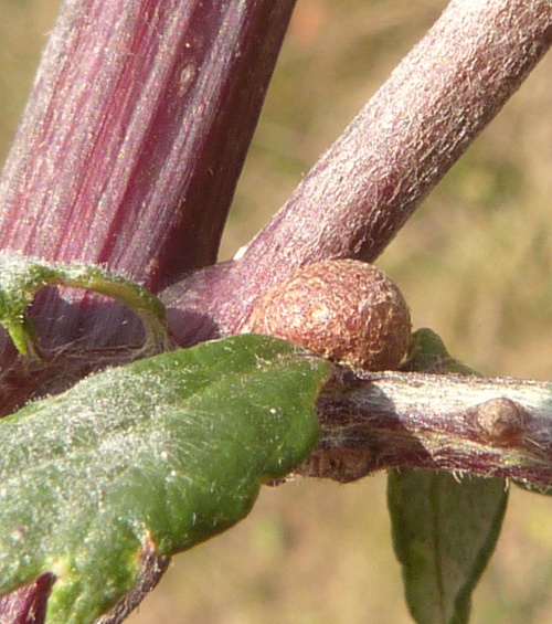 Photo of the association