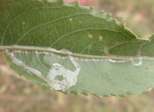 Phyllocnistis saligna/asiatica