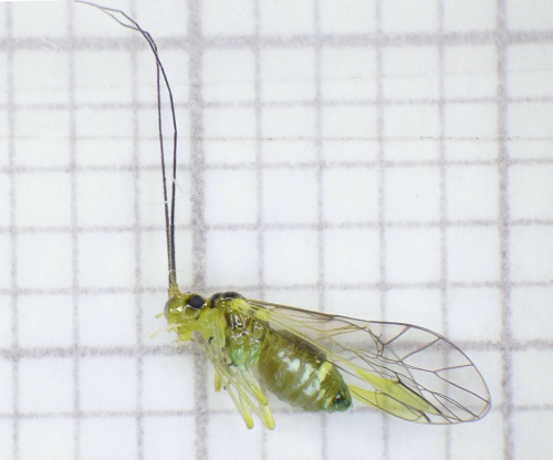 Species image