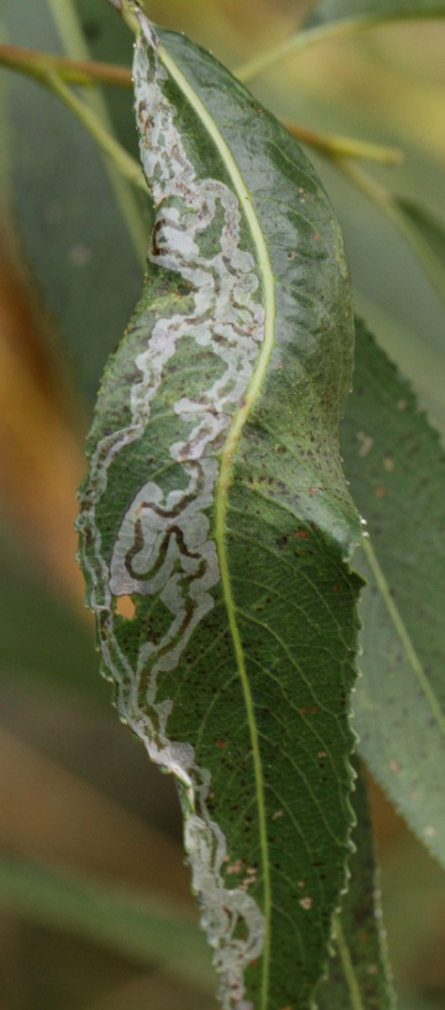 Species image
